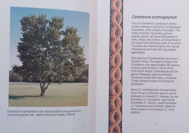 Trees of the Year 1995 | C. J. Esterhuyse