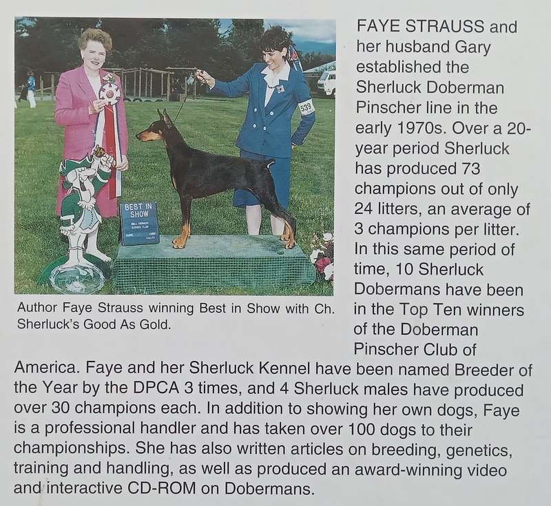 A New Owners Guide to Doberman Pinschers | Faye Strauss