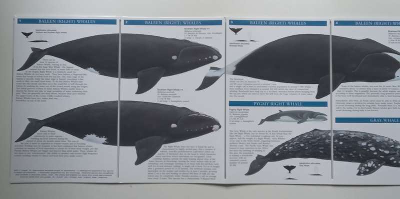 Whales and Dolphins: The Worlds Cetacea | Pieter Arend Folkens