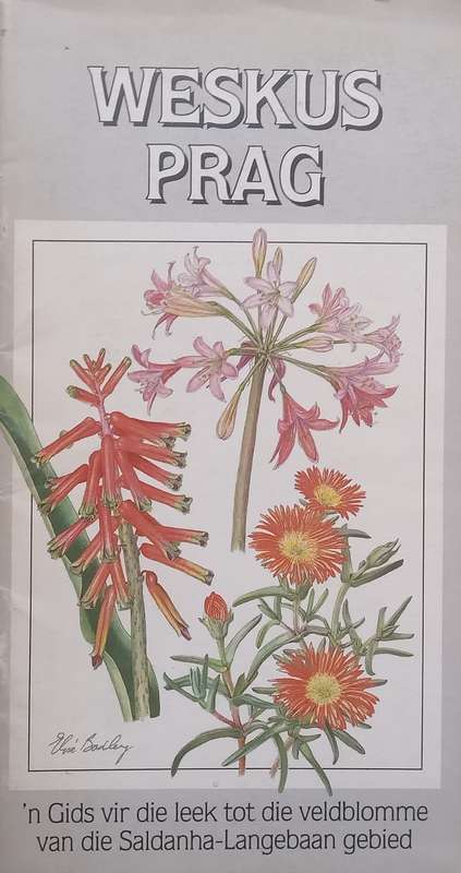 Weskus Prag: n Gids vir die Leek tot die Veldblomme van die Saldanha-Langebaan Gebied (Afrikaans)