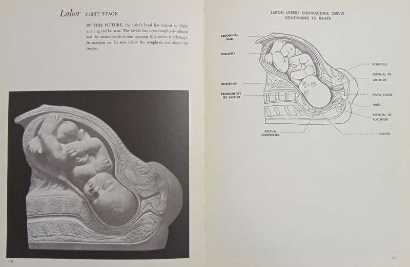 A Baby is Born: The Picture Story of a Baby from Conception through Birth
