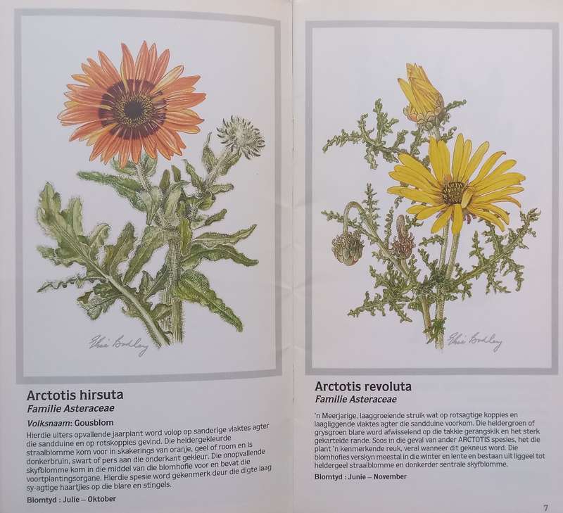 Weskus Prag: n Gids vir die Leek tot die Veldblomme van die Saldanha-Langebaan Gebied (Afrikaans)