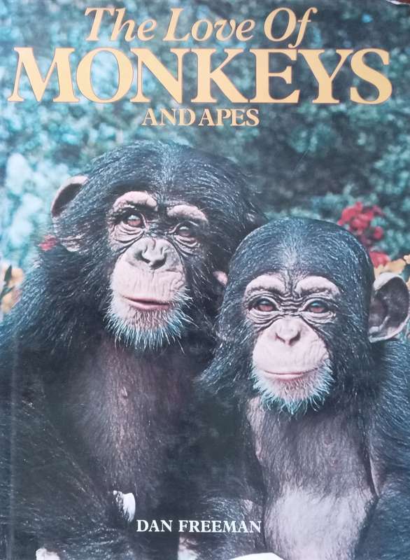 The Love of Monkeys and Apes | Dan Freeman