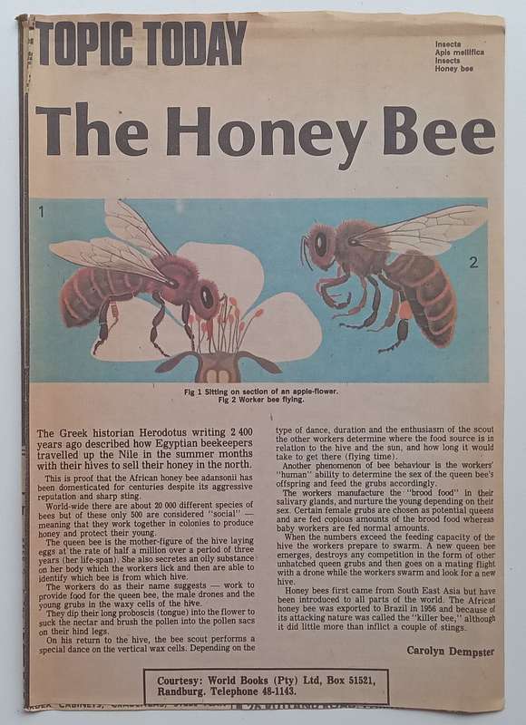The World of the Bee (With Newspaper Clipping The Honey Bee) | Cecilia Levandovska