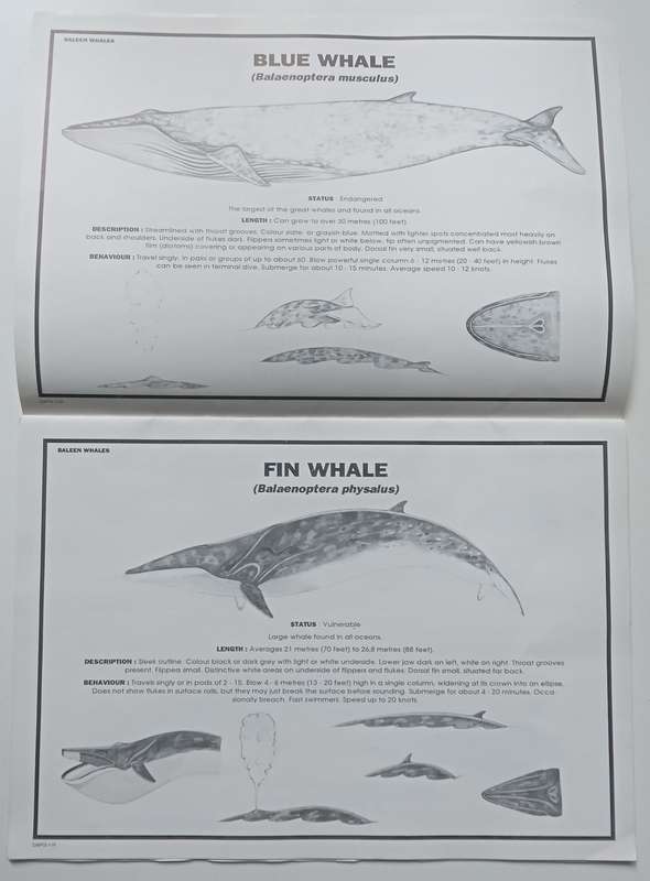 The Mariners Guide to Whales of the Southern Hemisphere