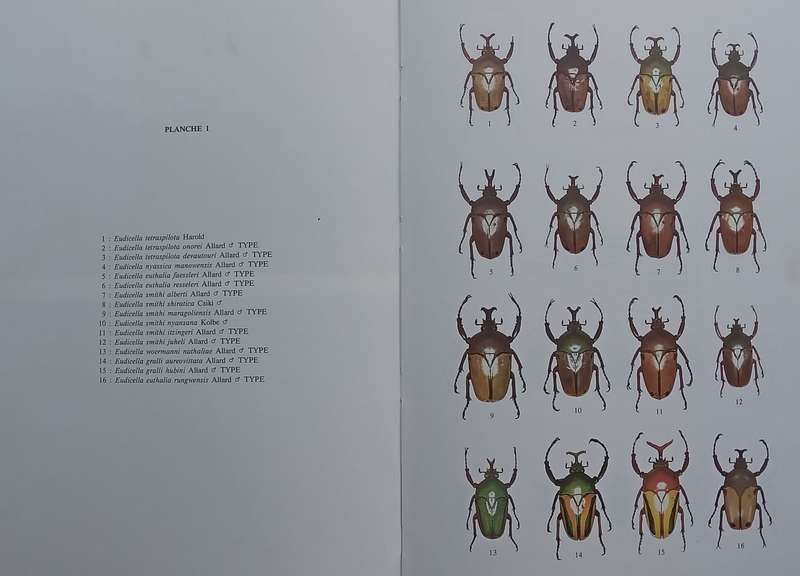 The Beetles of the World 11: Goliathini 4 | Vincent Allard