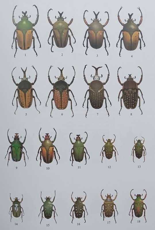 The Beetles of the World 11: Goliathini 4 | Vincent Allard