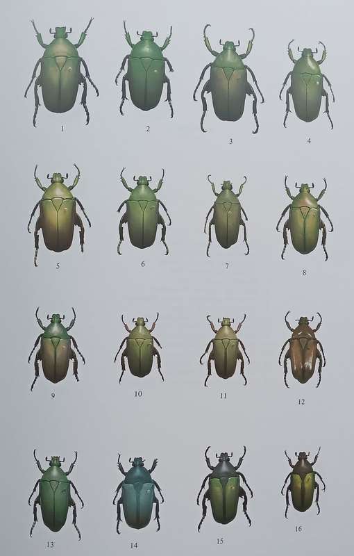 The Beetles of the World 11: Goliathini 4 | Vincent Allard