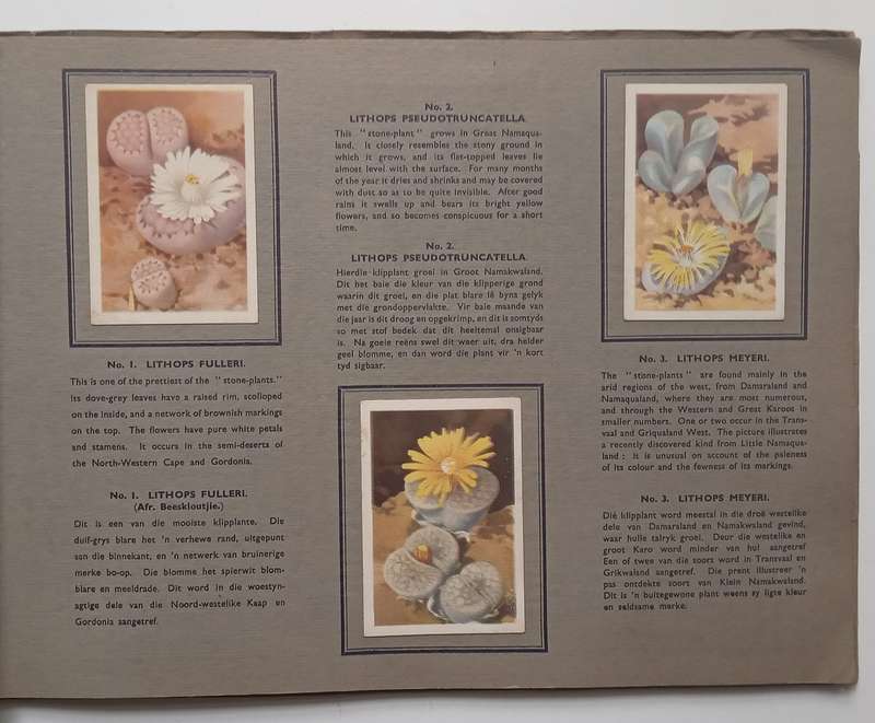 Cigarette Album for a Series of 49 South African Succulents (Complete)