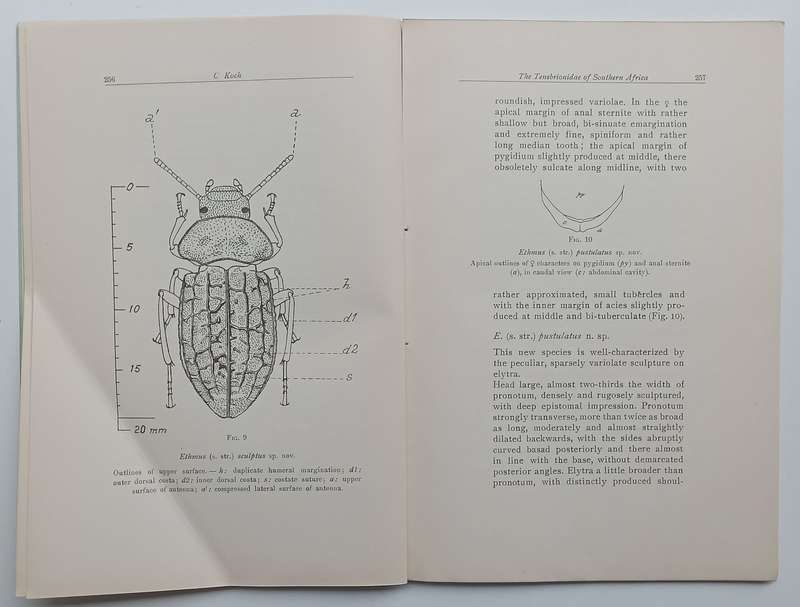 The Tenebrionidae of Southern Africa (No. XXVI, New Port. East African Species Collected by Dr. A...