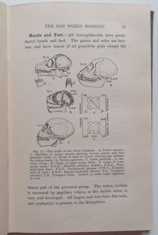 The Morphology and Evolution of the Apes and Man (Published 1924) | Charles F. Sonntag