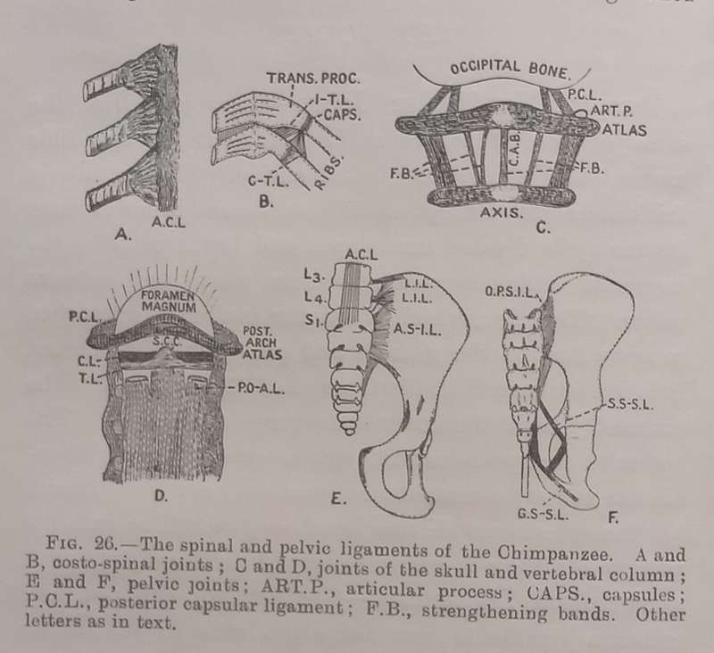 The Morphology and Evolution of the Apes and Man (Published 1924) | Charles F. Sonntag