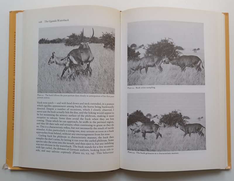 A Territorial Antelope: The Uganda Waterbuck | C. A. Spinage