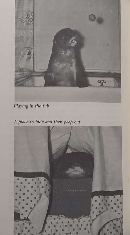 The True Story of Okee the Otter | Dorothy Wisbeski