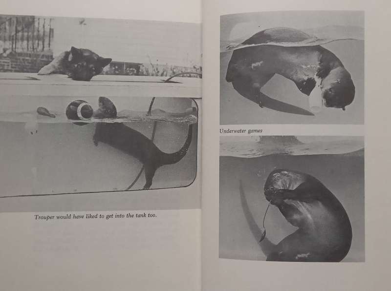 The True Story of Okee the Otter | Dorothy Wisbeski
