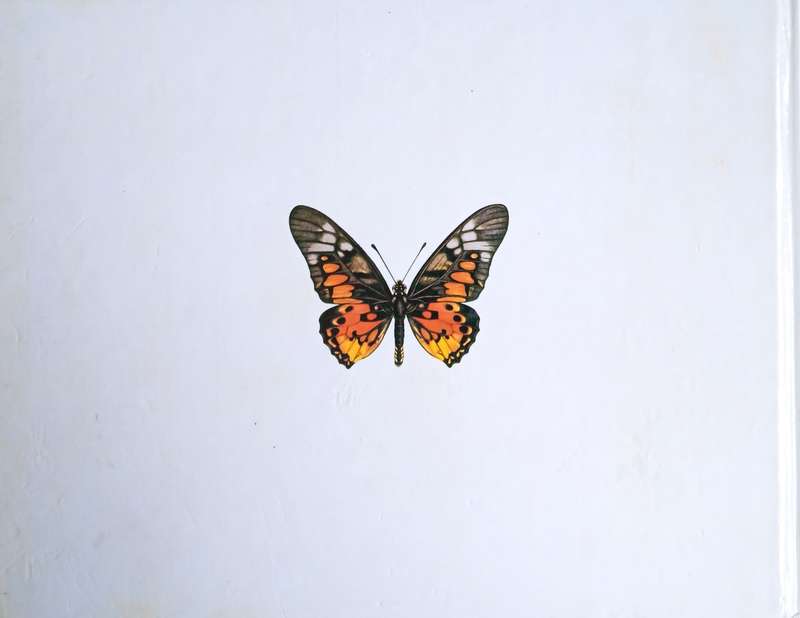 A Guide to the Butterflies of Zambia | Elliot Pinhey and Ian Loe
