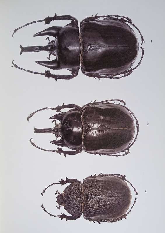 Dynastini, Part 1: The Beetles of the World, Volume 5. | Gilbert Lachaume