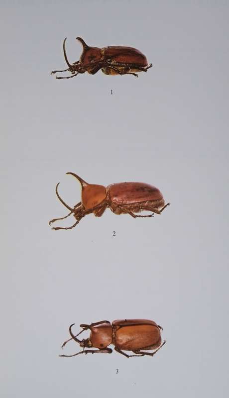 Dynastini, Part 1: The Beetles of the World, Volume 5. | Gilbert Lachaume