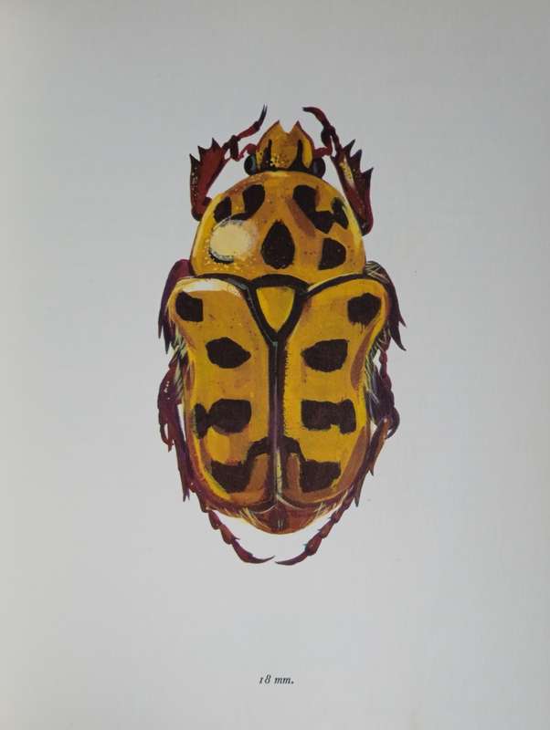 A Book of Beetles | Joseph R. Winkler and Vladimir Sohac