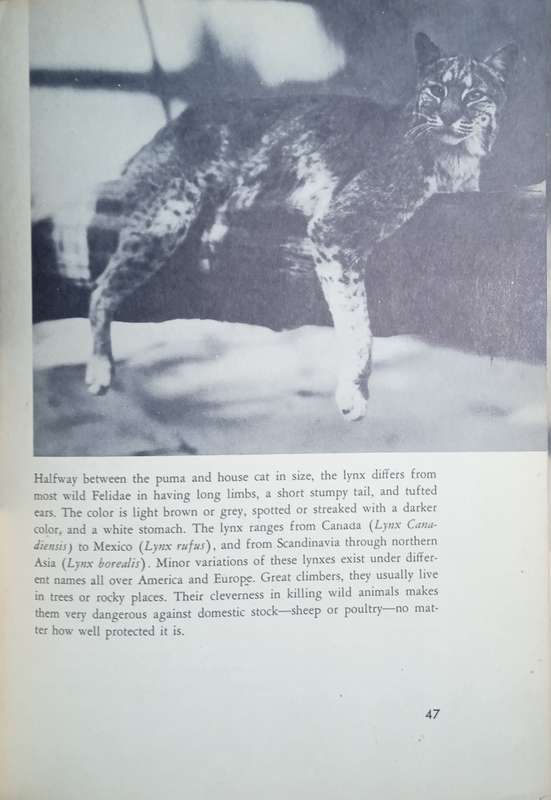 Cats, Cats, and Cats | Edward Rice and Jean Gleason