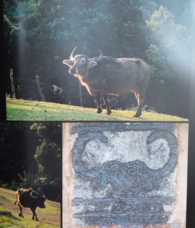 Sahyadris: India's Western Ghats - A Vanishing Heritage [Signed and Inscribed] | Sandesh Kadur, K...