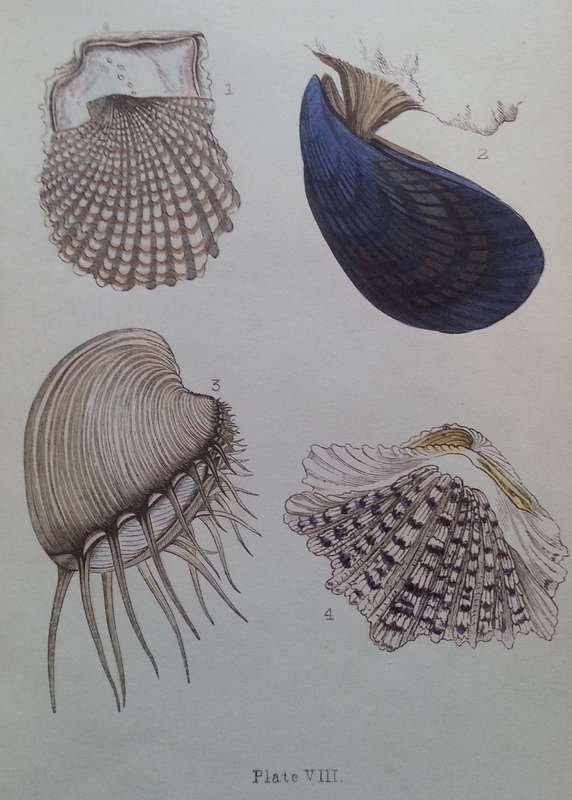 Beautiful Shells: Their Nature, Structure, and Uses (First Edition, 1855, with Hand-Coloured Plat...