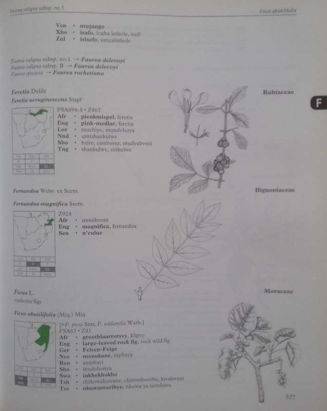 Dictionary of Names for Southern African Trees (Inscribed by Authors) | Braam van Wyk, Erika van ...