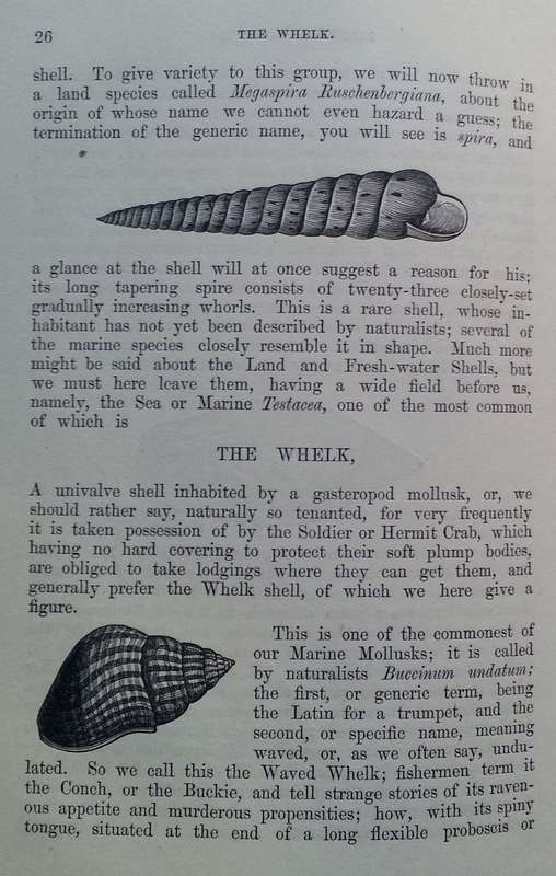 Beautiful Shells: Their Nature, Structure, and Uses (First Edition, 1855, with Hand-Coloured Plat...