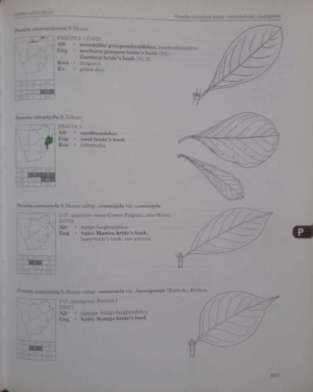 Dictionary of Names for Southern African Trees (Inscribed by Authors) | Braam van Wyk, Erika van ...