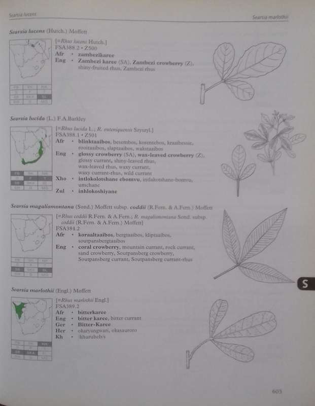 Dictionary of Names for Southern African Trees (Inscribed by Authors) | Braam van Wyk, Erika van ...