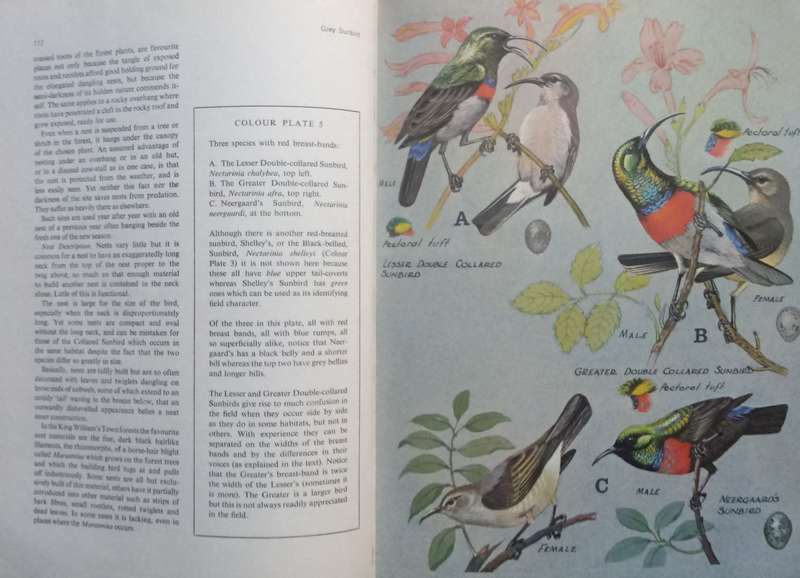 Sunbirds of Southern Africa, also the Sugarbirds, the White-Eyes and the Spotted Creeper (Inscrib...
