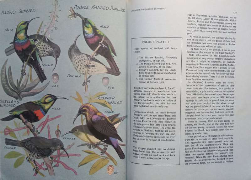 Sunbirds of Southern Africa, also the Sugarbirds, the White-Eyes and the Spotted Creeper (Inscrib...