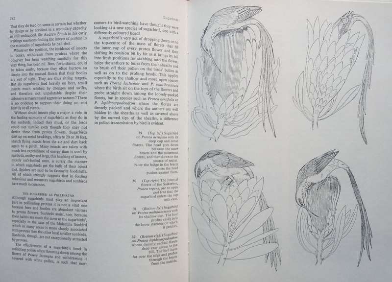 Sunbirds of Southern Africa, also the Sugarbirds, the White-Eyes and the Spotted Creeper (Inscrib...