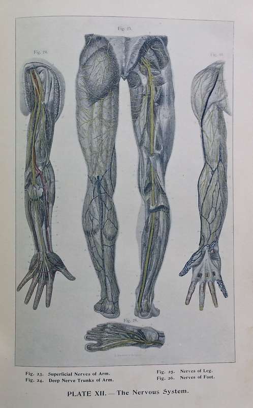 The Art of Massage: Its Physiological Effects and Therapeutic Applications | J. H. Kellogg