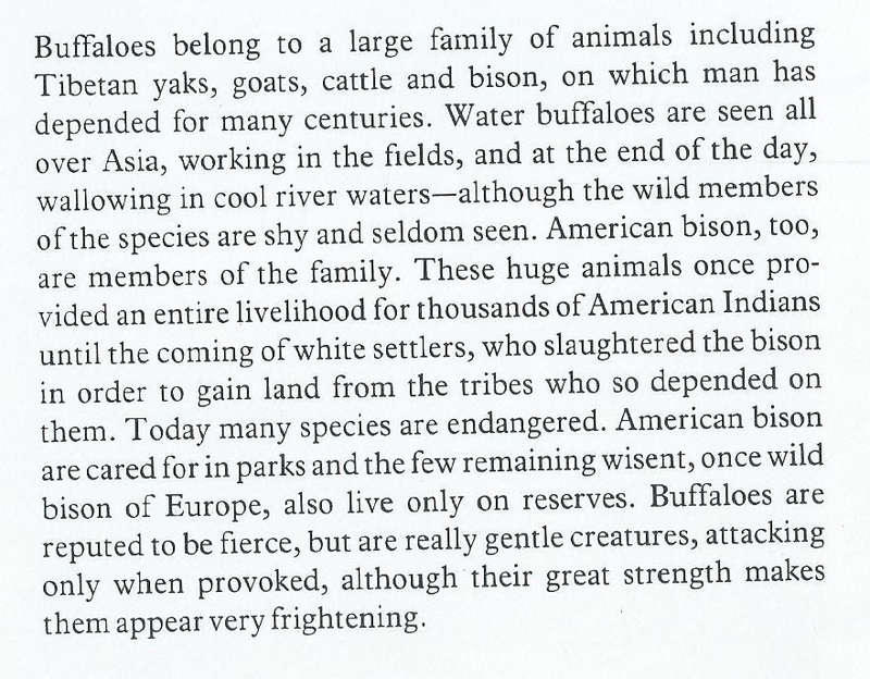 Buffaloes | Bernard Stonehouse