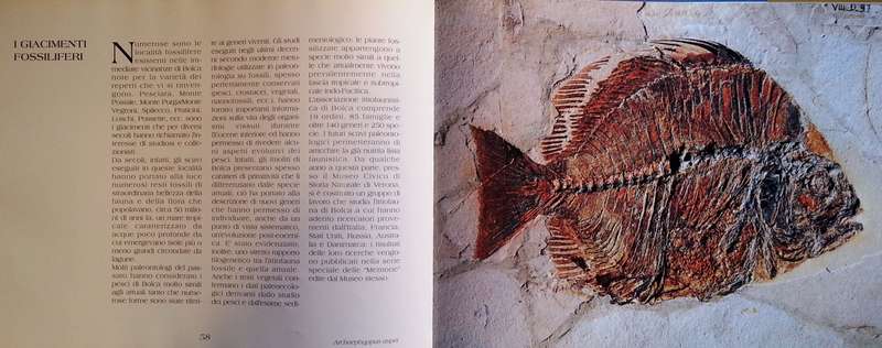 Bolca ed il suo Territorio: Storia, Tradizione, Cultura e Scienza (Italian) | Tarcisio Caltran, e...