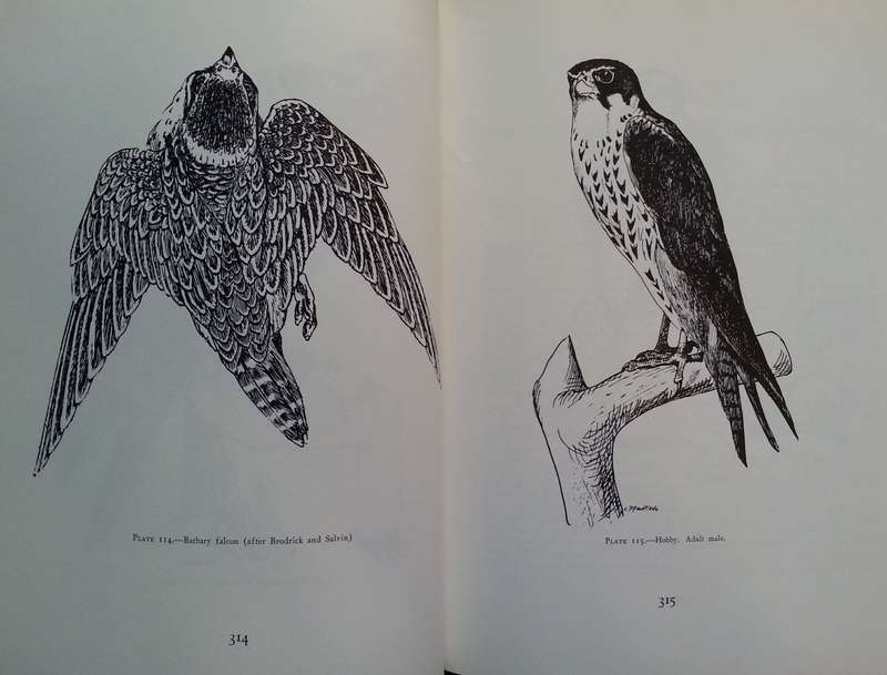 The Art of Falconry, being the De Arte Venandi Cum Avibus of Frederick II of Hohenstaufen | Casey...