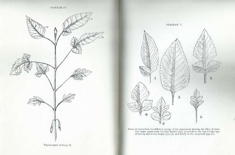 Researches on the Vegetation of Natal, Series II | J. W. Bews & R. D. Aitkin