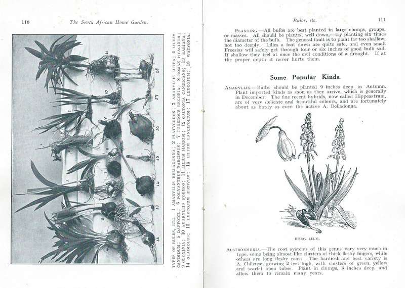 The South African Home Garden (Published 1915) | Geo. Carter (Ed.)