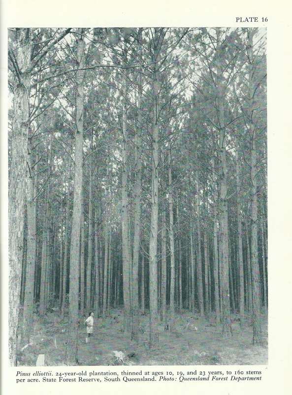 Exotic Forest Trees in the British Commonwealth | R. J. Streets