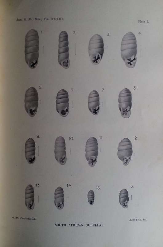 A Monographic Survey of South African Nonmarine Mollusca (SA Museum Annals, Vol. 33) | N. Connolly
