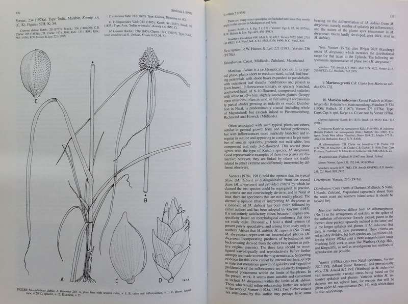 Cyperaceae in Natal | K. D. Gordon-Gray