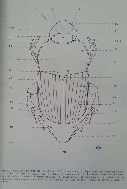 The Genus Onitis F. of Africa South of the Sahara (Scarabaeidae, Coleoptera) | M. C. Ferreira