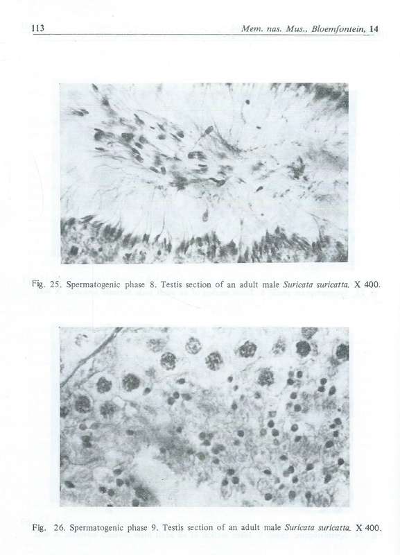 Ecology of the Suricate, Suricata Suricatta, and Yellow Mongoose, Cynictis Pencillata, with Speci...