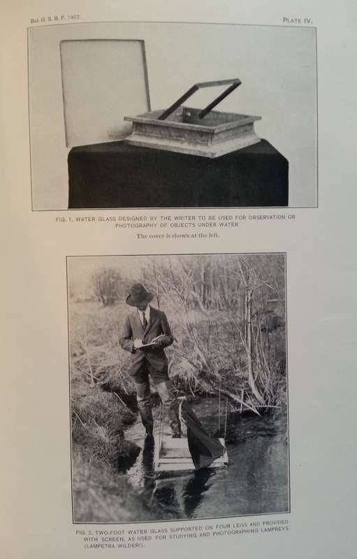Bulletin of the Bureau of Fisheries (Vol. XXVII, 1907) | George M. Bowers