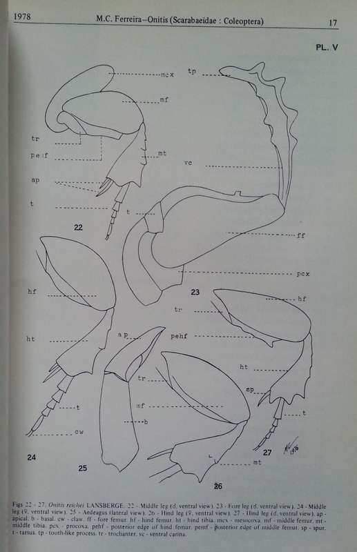 The Genus Onitis F. of Africa South of the Sahara (Scarabaeidae, Coleoptera) | M. C. Ferreira