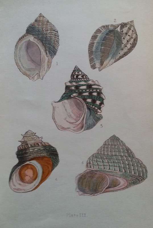 Beautiful Shells: Their Nature, Structure, and Uses (First Edition, 1855, with Hand-Coloured Plat...