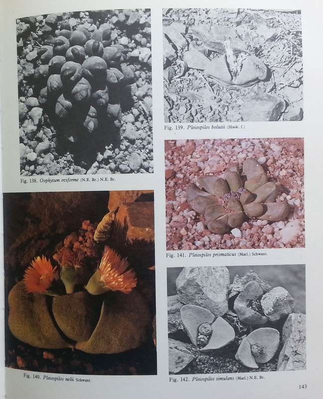 Succulents of Southern Africa | B. P. Barkhuizen
