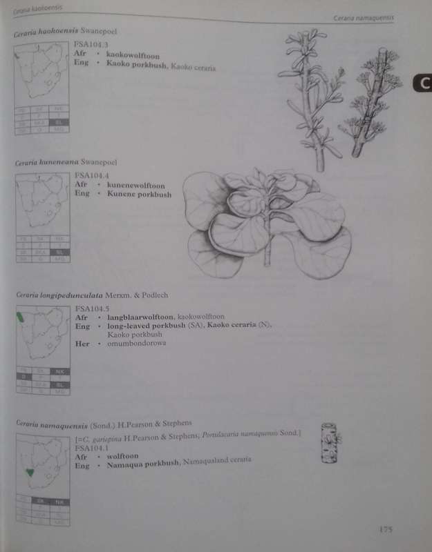 Dictionary of Names for Southern African Trees (Inscribed by Authors) | Braam van Wyk, Erika van ...