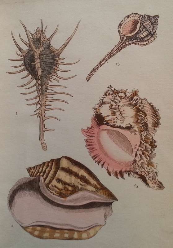Beautiful Shells: Their Nature, Structure, and Uses (First Edition, 1855, with Hand-Coloured Plat...